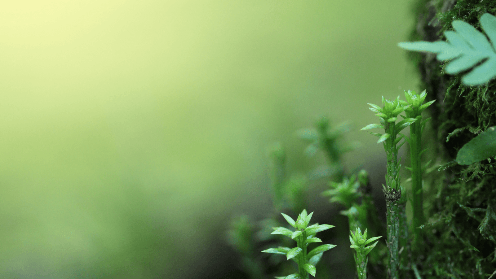 Approche globale du bien-être en naturopathie et neuro-naturopathie